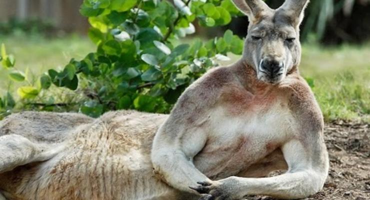 В Австралии юноша планировал теракт при помощи кенгуру