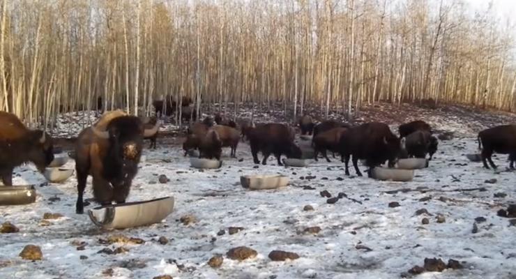 В Канаде бизонов созывают на обед на украинском языке