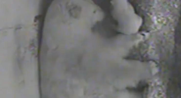 Пользователей Сети растрогало видео с новорожденным полярным мишкой