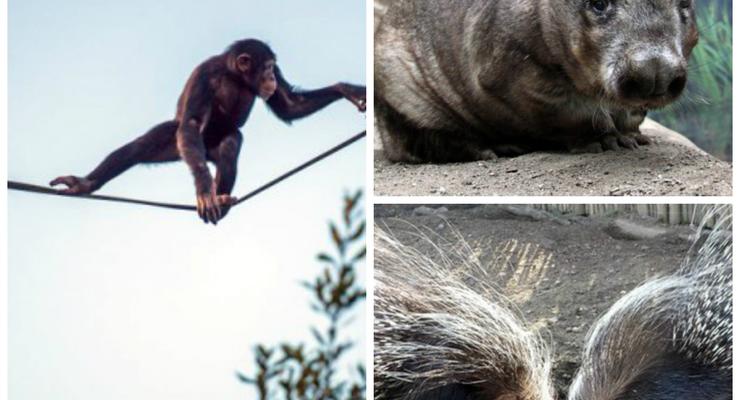 Животные недели: грустный именинник вомбат, шимпанзе-акробат и дикобразы-сыщики