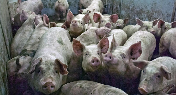 В Крыму зафиксирована вспышка африканской чумы свиней