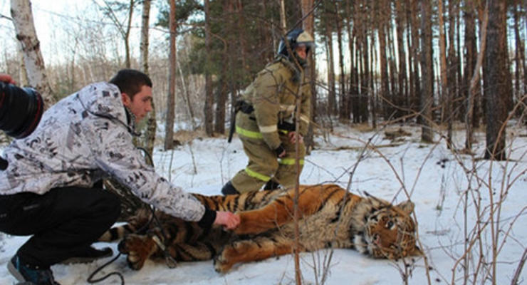 В Воронеже поймали сбежавшего тигра