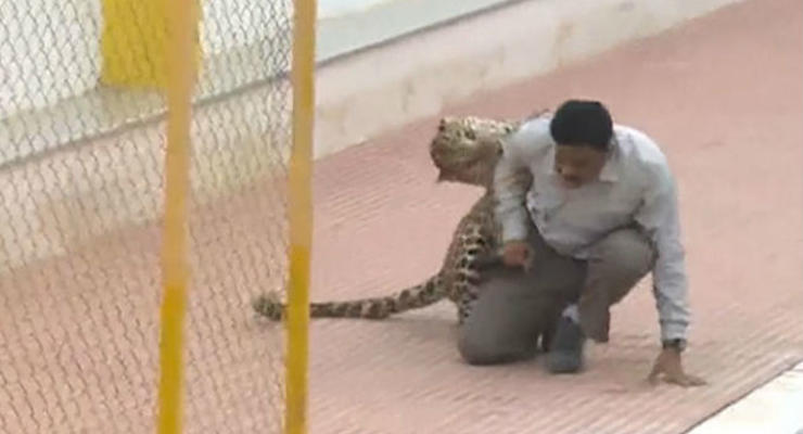 Леопард напал на людей в школе индийского города