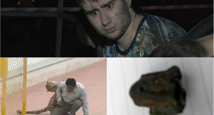 Итоги 8 февраля: Смертельная погоня в Киеве, нападение леопарда и метеорит-убийца