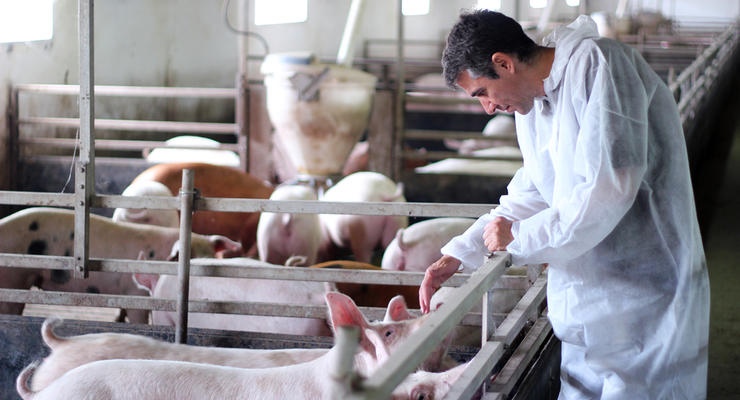 В Крыму ввели режим чрезвычайной ситуации из-за африканской чумы свиней
