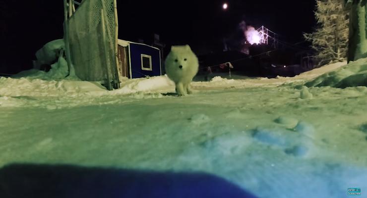 В России полярная лиса украла камеру