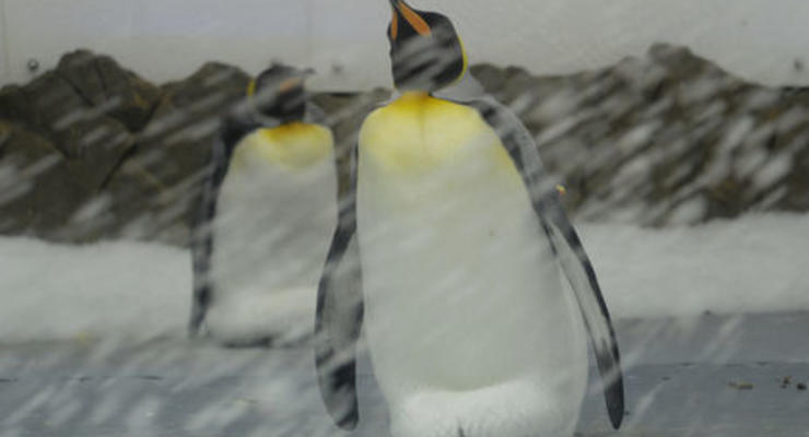 В Антарктиде из-за гигантского айсберга погибли 150 тыс. пингвинов - The Guardian
