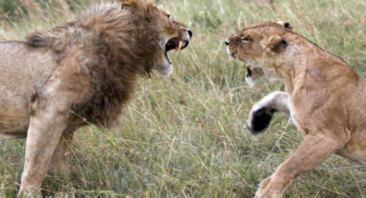 Четыре льва сбежали из заповедника в Кении и пробрались в пригороды столицы