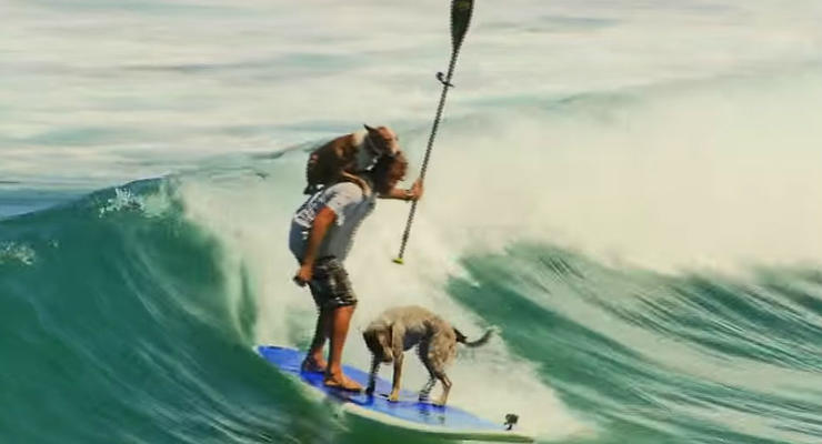 Лови волну: собаки-серфингисты стали героями сети