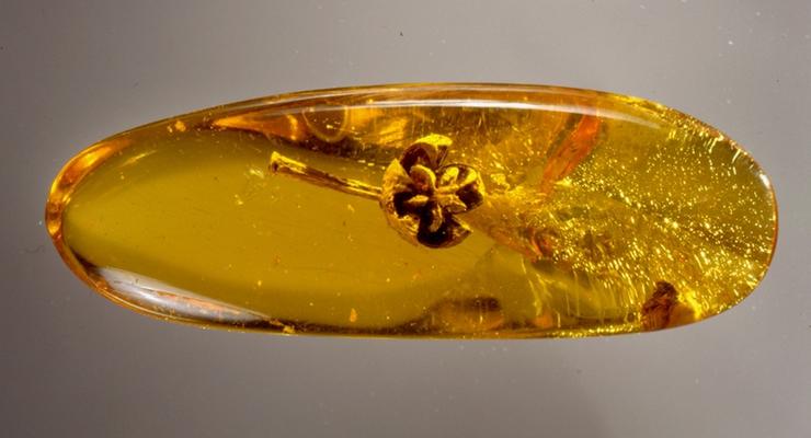 Ученые обнаружили сохранившийся в янтаре цветок, вымерший миллионы лет назад