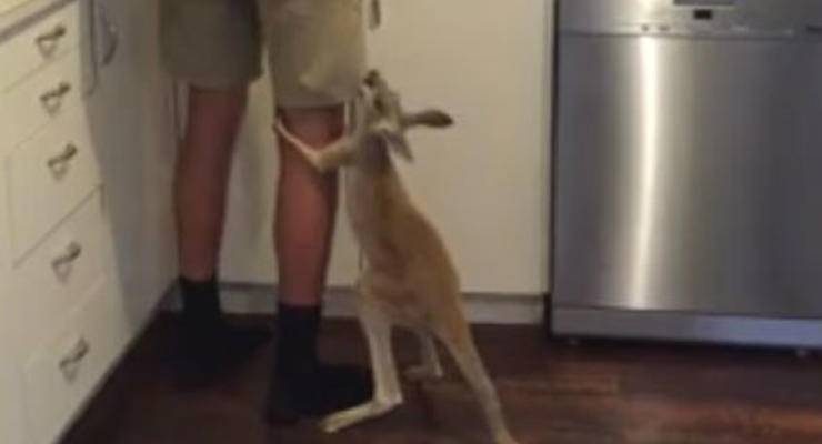 Крошка-кенгуру насмешил пользователей сети своими объятиями