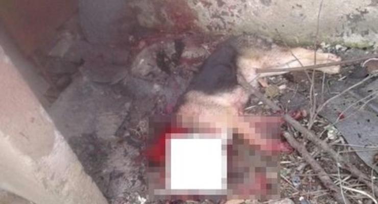 В Ужгороде мужчина на улице отрезал собаке голову мачете