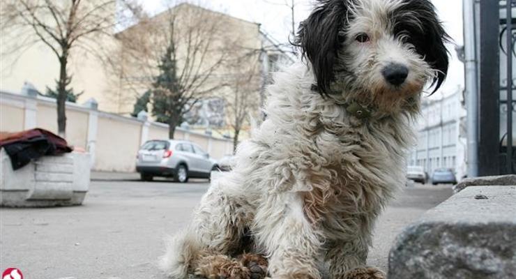 В Киеве мужчина утонул, пытаясь спасти собаку
