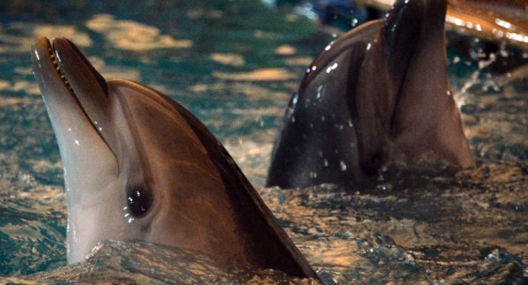 Минобороны РФ разместило заявку на покупку 5 боевых дельфинов