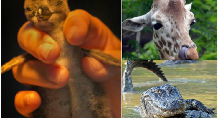 Животные недели: крошка-пингвин, умелый жираф и коварные крокодилы