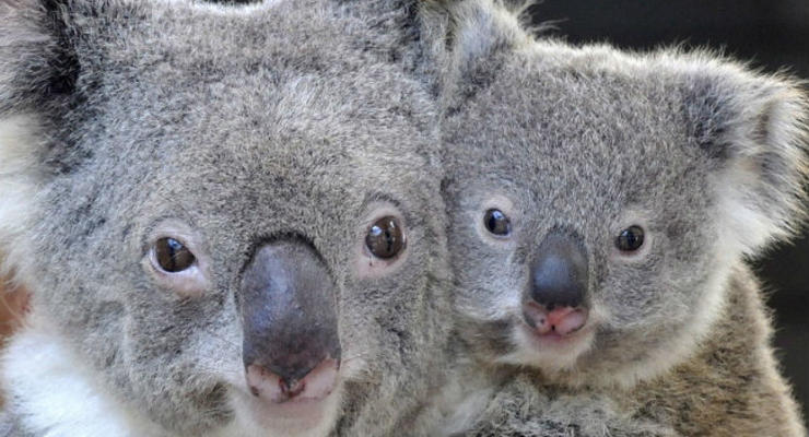 Власть Австралии раскритиковали за затратные объятья с коалами