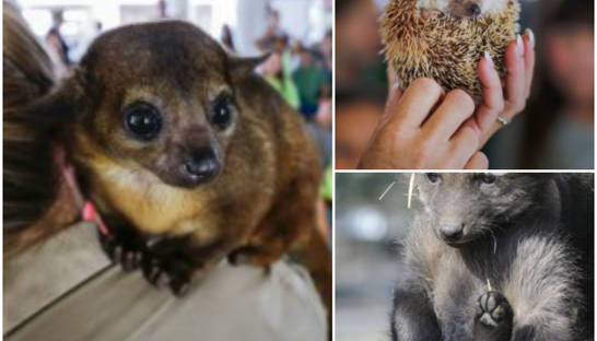 Животные недели: беззаботный ежик, скромный кинкажу и малютка-волк