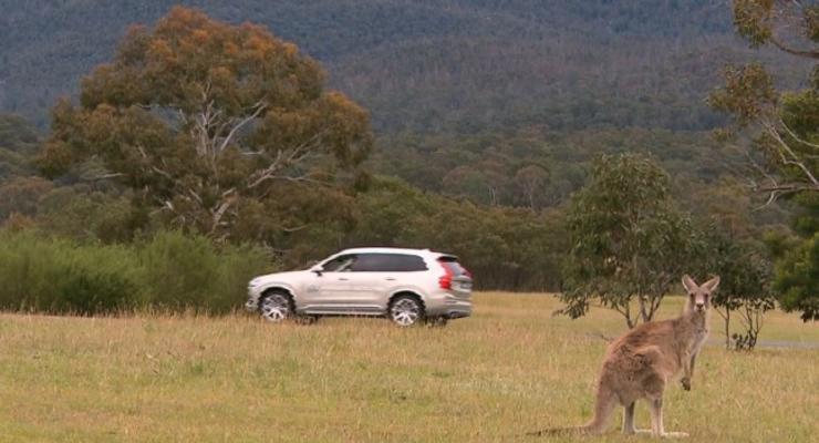 В Австралии кенгуру стало причиной ДТП