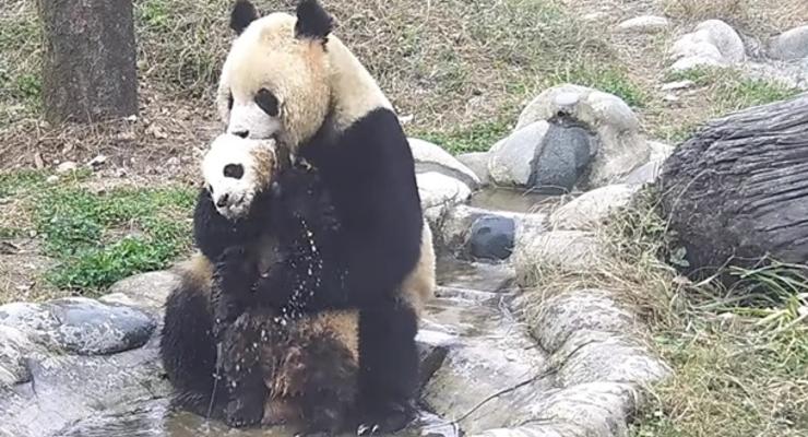 Купание непослушного детеныша панды показали на видео
