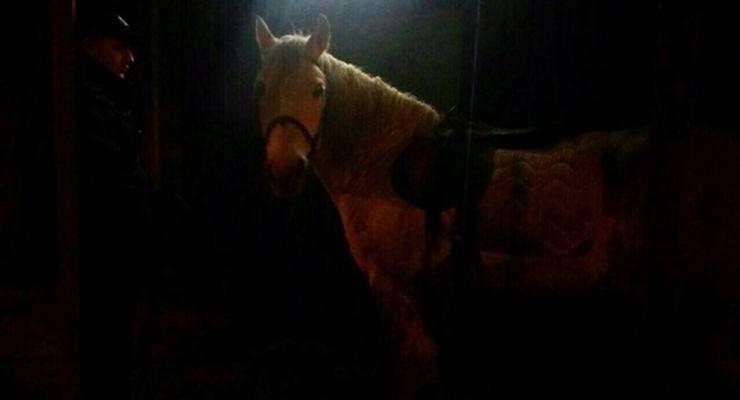 В Харькове полицейские поймали пьяного на коне