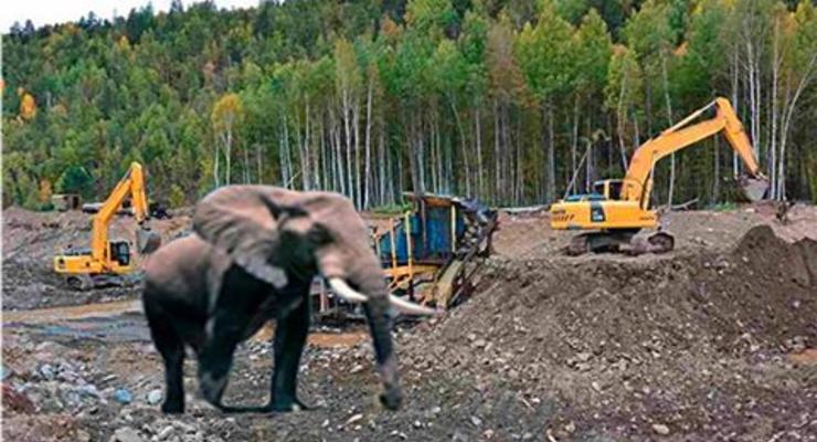 Сбежавший слон атаковал копателей янтаря - пограничники
