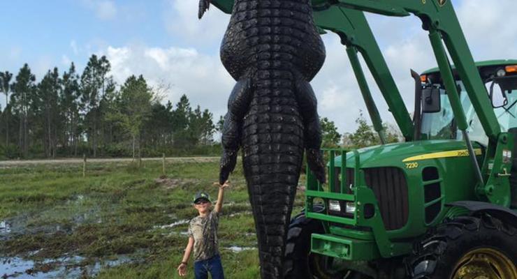 В США поймали огромного аллигатора весом в 353 кг