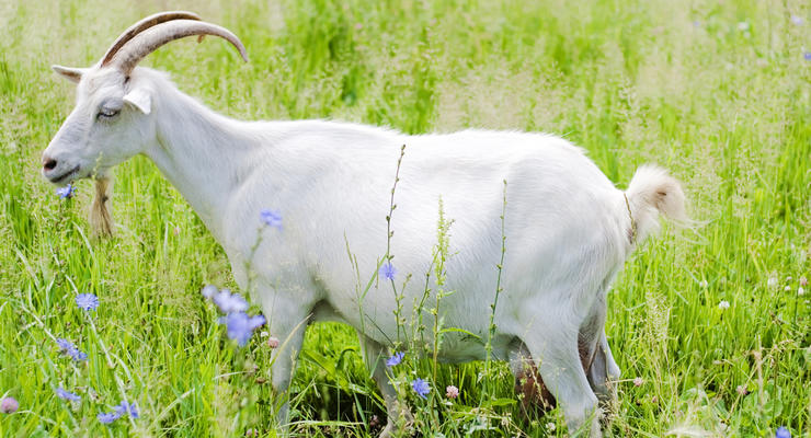 В Японии стало возможным арендовать живую козу