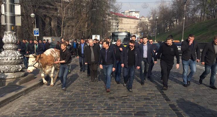"Украина начинается с коровы" - Ляшко привел фермеров и коров под Кабмин