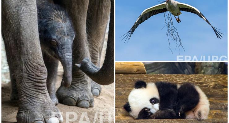 Животные недели: аист-строитель, малышка панда и новорожденный слоненок