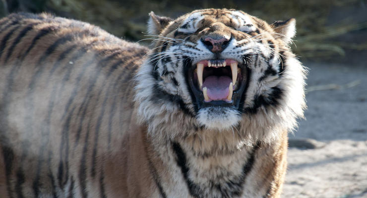 В зоопарке Барнаула тигр покусал 13-летнюю девочку