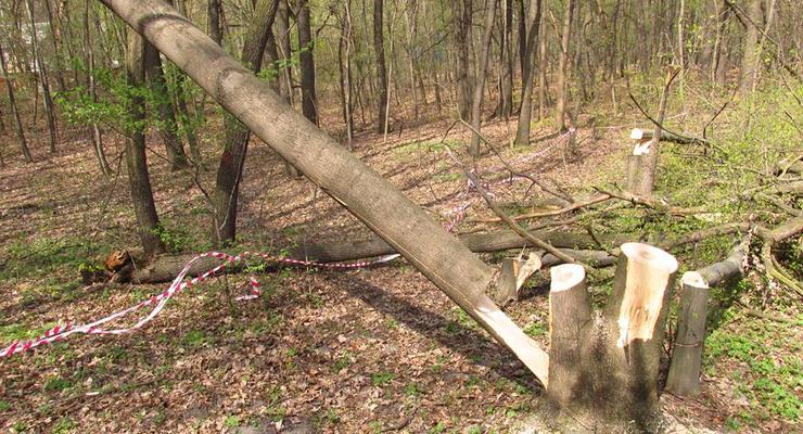 В Голосеевском парке за ночь вырубили более сотни деревьев