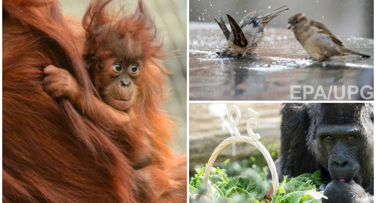 Животные недели: малыш орангутан, ванна для воробьев и горилла-именинница