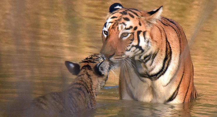 Мамина забота: как тигрица купала детеныша в индийской реке