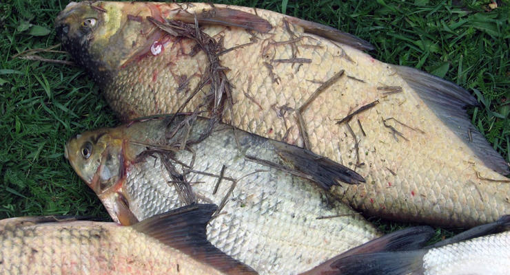 В Житомирской области вода рек превратилась в клей и начала вымирать рыба