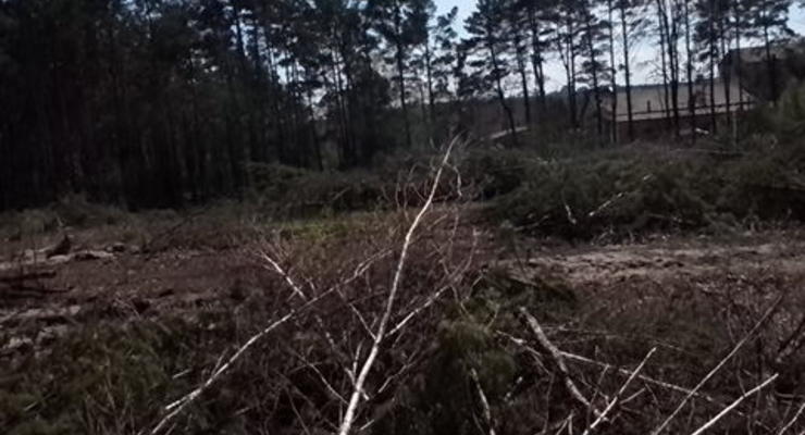 Очевидцы сообщают о вырубке леса под Киевом