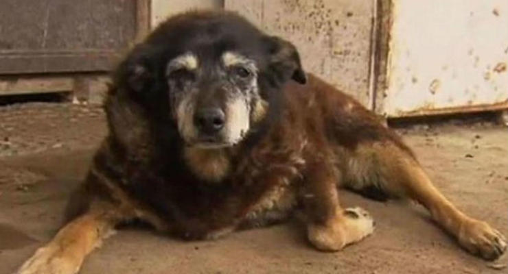 В Австралии умерла самая старая в мире собака