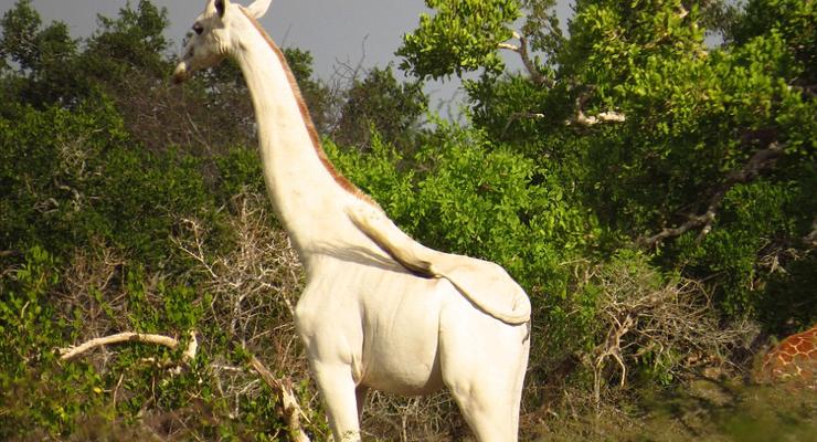 В Кении заметили необычного жирафа