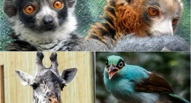 Животные недели: Зеленая сорока, лемуры-кокетки и жираф-воображала
