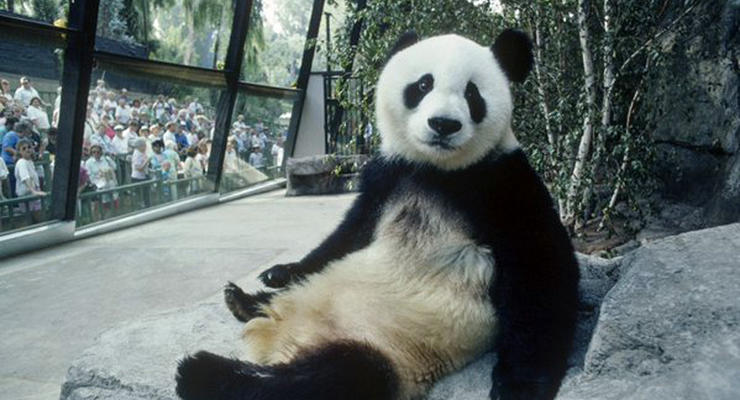 Животные недели: удивленная панда и очаровательный кинг-конг