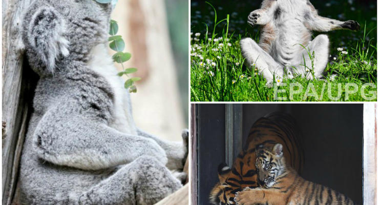 Животные недели: медитации лемуров и коалы и нежности тигров