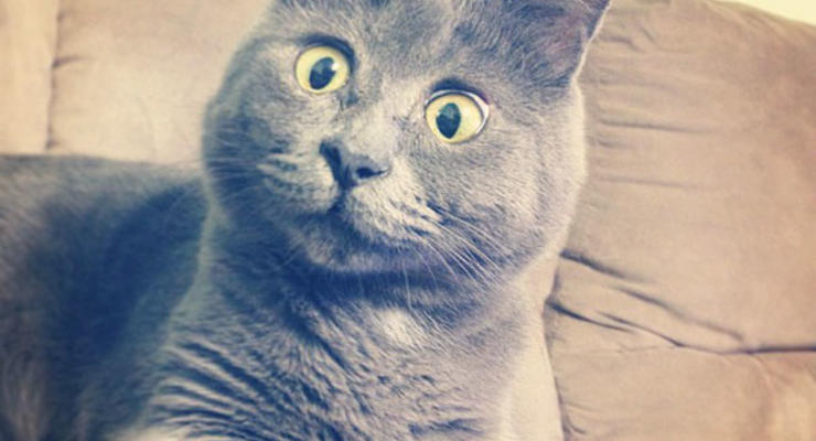 Постоянно удивленный кот стал любимцем пользователей соцсетей