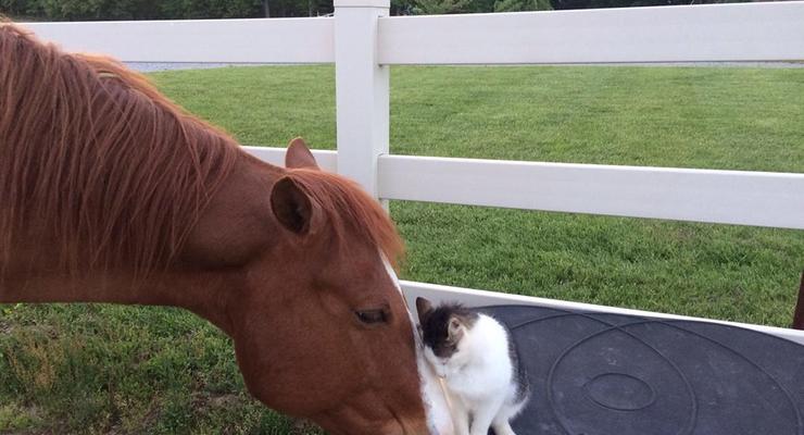 Пользователей сети  покорила нежная дружба кота и лошади
