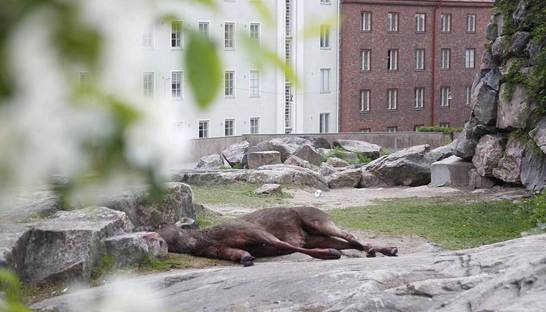 Лось выпал из окна банка в центре Хельсинки