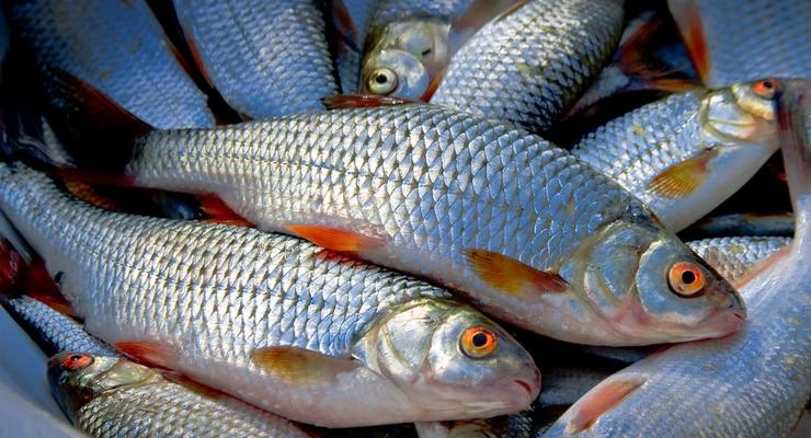 В Каневском и Киевском водохранилищах запретили вылов рыбы