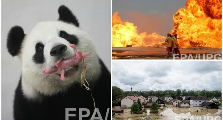 День в фото: Панда с детенышем, пожар в Ираке и наводнение в Германии