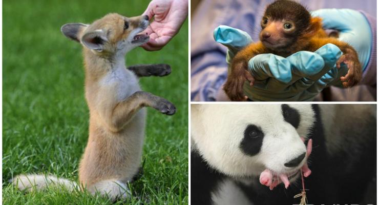 Животные недели: игривый лисенок, малыш-лемур и новорожденная панда