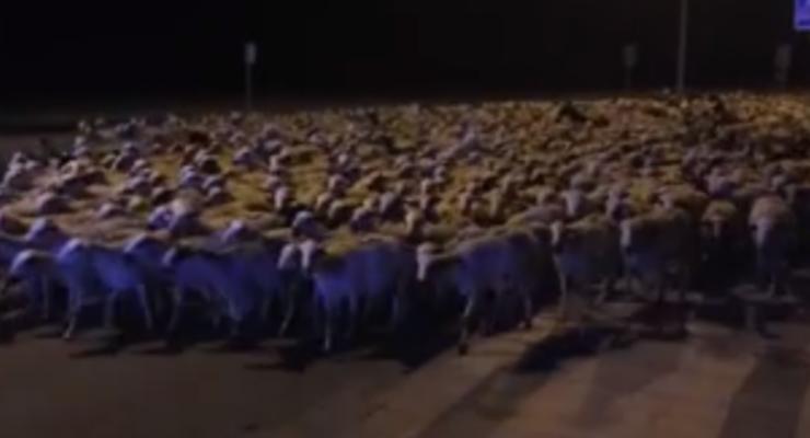 Стадо овец ворвалось на улицы испанского города