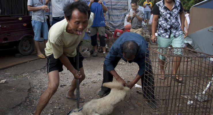 В Китае требуют запретить фестиваль поедания собак