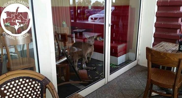 В Австралии кенгуру выгнал из кафе посетителей