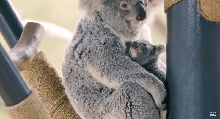 Маленькая коала из зоопарка Сан-Диего покорила пользователей сети